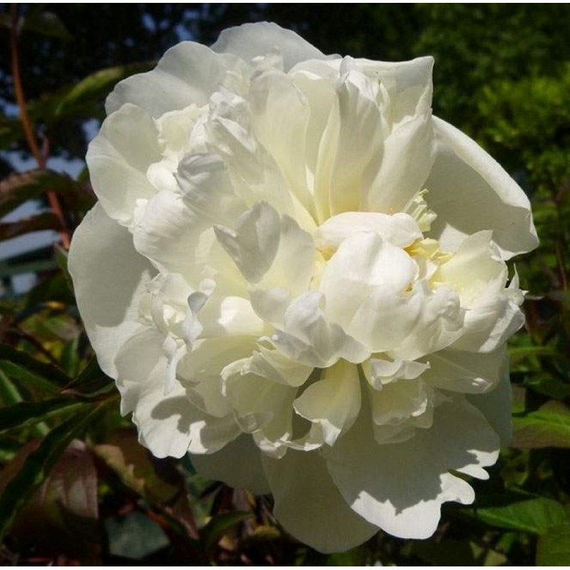 Paeonia Lactiflora Duchesse De Nemours Piwonia Chinska