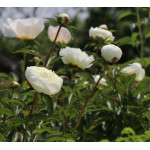 Paeonia lactiflora Duchesse de Nemours Piwonia chińska