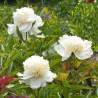 Paeonia lactiflora Charles White Piwonia