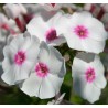 Phlox paniculata Graf Zeppelin Floks wiechowaty