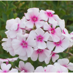 Phlox paniculata Kirmeslandler Floks wiechowaty Phlox paniculata Kirmeslandler Floks wiechowaty
