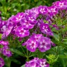 Phlox paniculata Laura Floks Wiechowaty