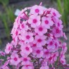 Phlox paniculata Miss Pepper Floks wiechowaty