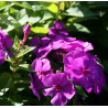 Phlox paniculata Nicky Floks wiechowaty