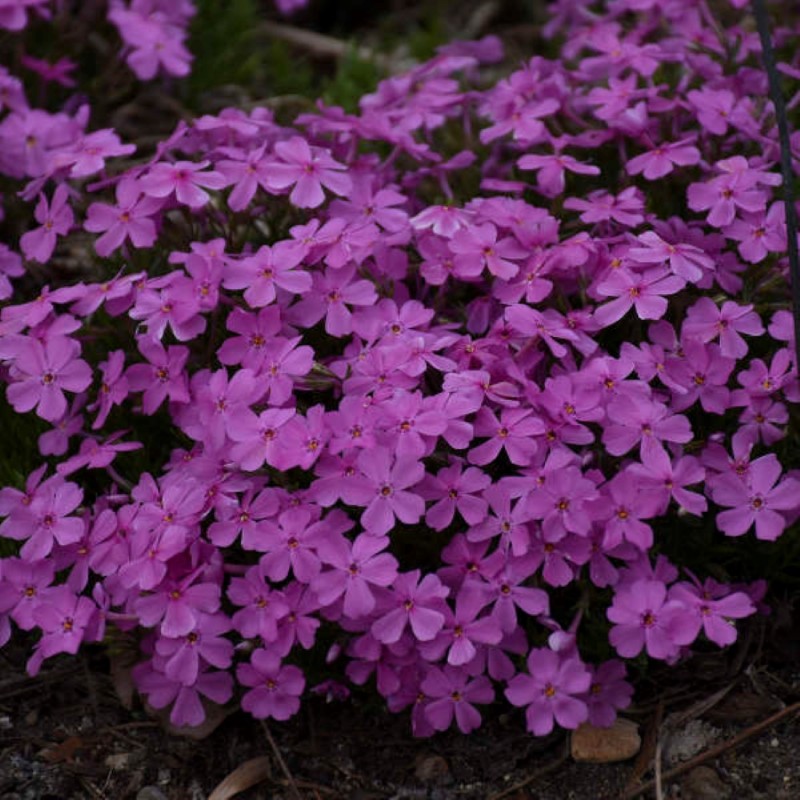 Какая почва флоксам. Флокс Phlox subulata Drummond Pink. Phlox subulata (Creeping Phlox) ‘Purple Beauty’. Флокс грибной дождь. Фиалка Emerald Pink.