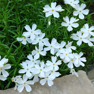 Phlox subulata Snowflake Floks