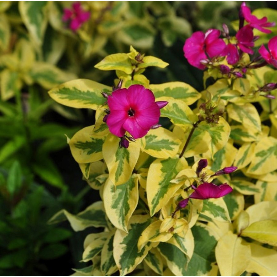 Phlox Goldmine Imp Floks