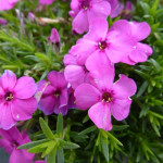 Phlox Admiral Red Floks