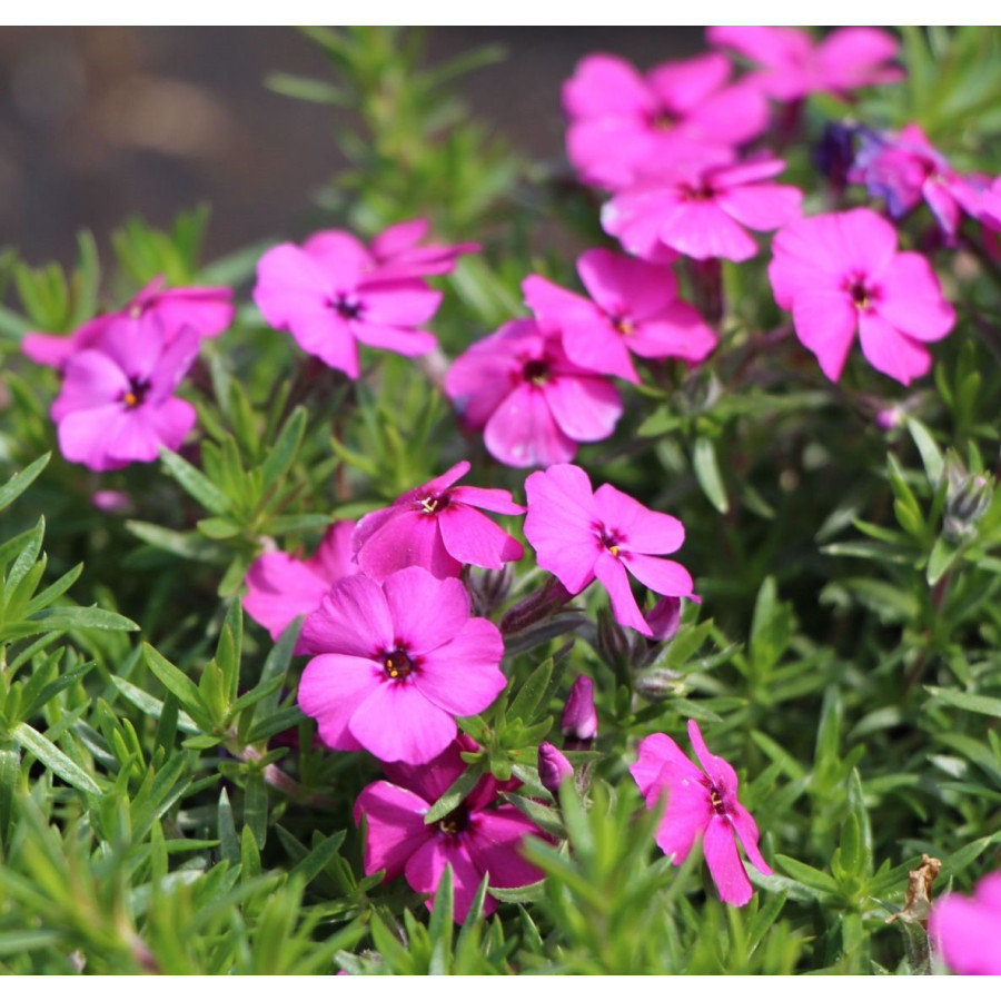 Phlox Admiral Red Floks