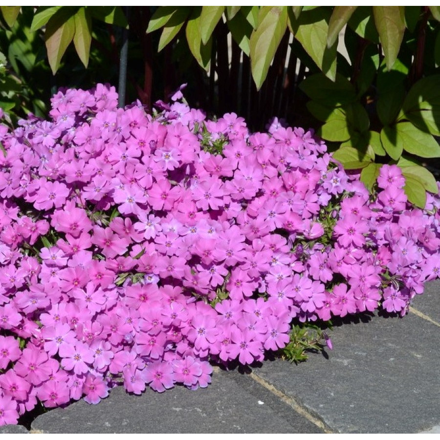 Phlox Admiral Red Floks