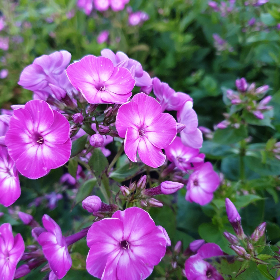 Phlox paniculata Early Purple Eye Floks