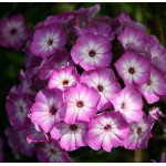 Phlox paniculata Early Purple Eye Floks