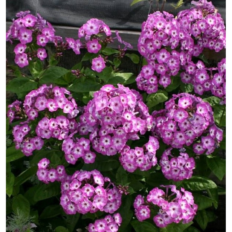 Phlox paniculata Early Purple Eye Floks