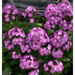 Phlox paniculata Early Purple Eye Floks