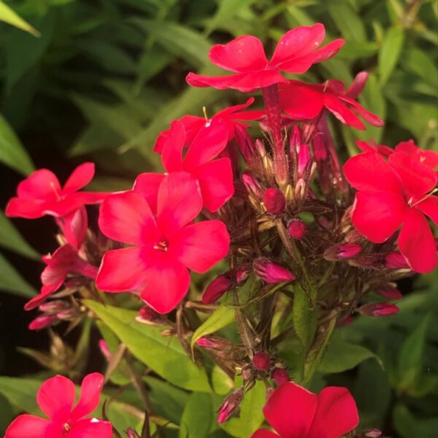 Phlox paniculata Early Red Floks