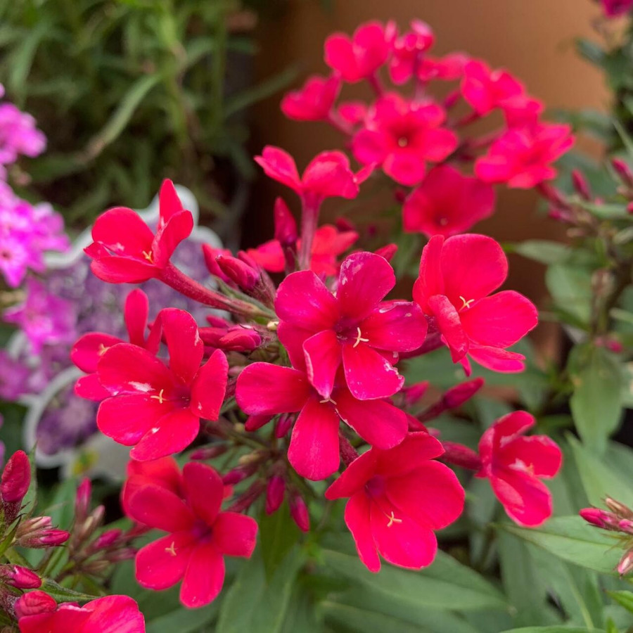 Phlox paniculata Early Red Floks