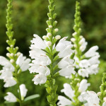 Physostegia virginiana Alba Odetka wirginijska