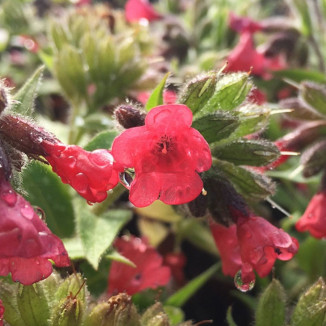 Pulmonaria Shrimps on the Barbie Miodunka