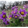 Pulsatilla vulgaris Sasanka zwyczajna