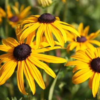 Rudbeckia fulgida Goldsturm Rudbekia błyskotliwa