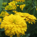 Rudbeckia occidentalis Green Wizard Rudbekia zachodnia