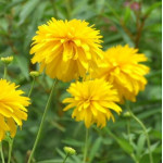 Rudbeckia occidentalis Green Wizard Rudbekia zachodnia