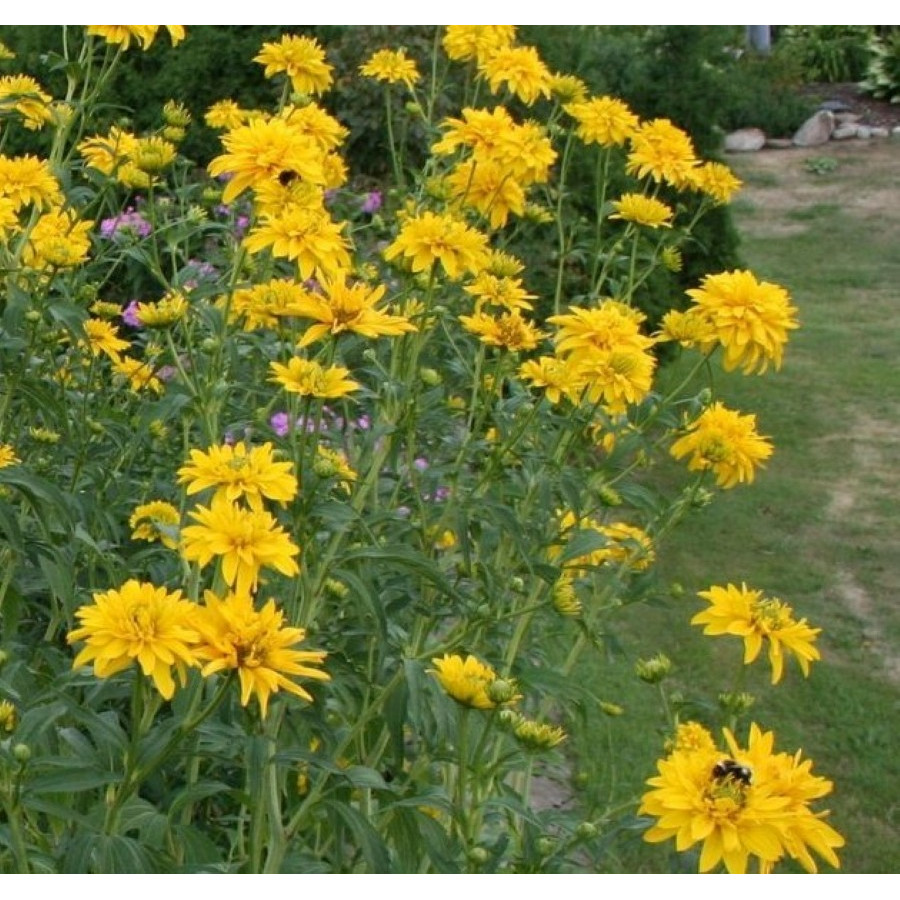 Rudbeckia occidentalis Green Wizard Rudbekia zachodnia