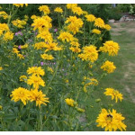Rudbeckia occidentalis Green Wizard Rudbekia zachodnia
