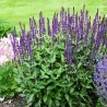Salvia nemorosa Caradonna Szałwia wspaniała