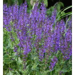 Salvia nemorosa Viola Close Szałwia wspaniała