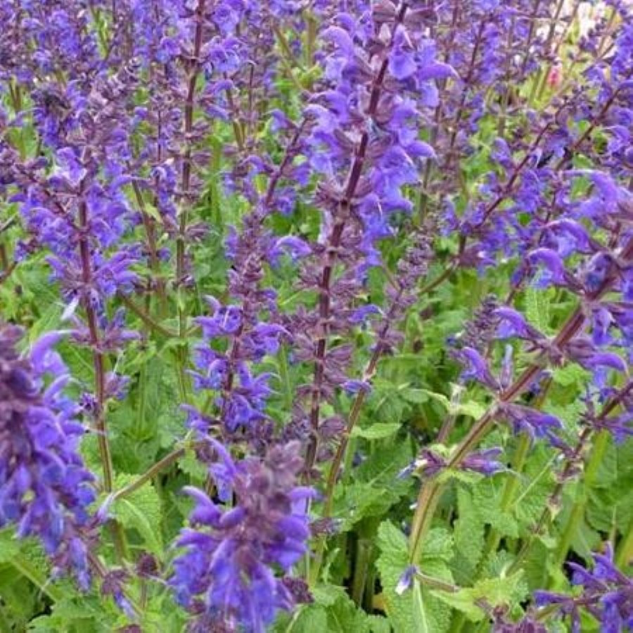 Salvia nemorosa Viola Close Szałwia wspaniała