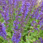 Salvia nemorosa Viola Close Szałwia wspaniała