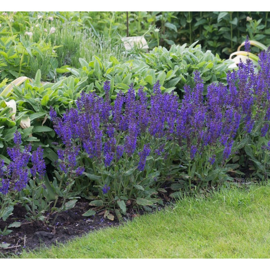 Salvia nemorosa Viola Close Szałwia wspaniała