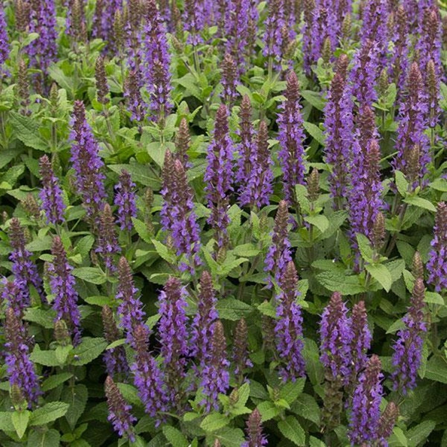 Salvia nemorosa Sensation Medium Deep Blue Szałwia omszona