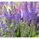 Salvia Night Field Szałwia