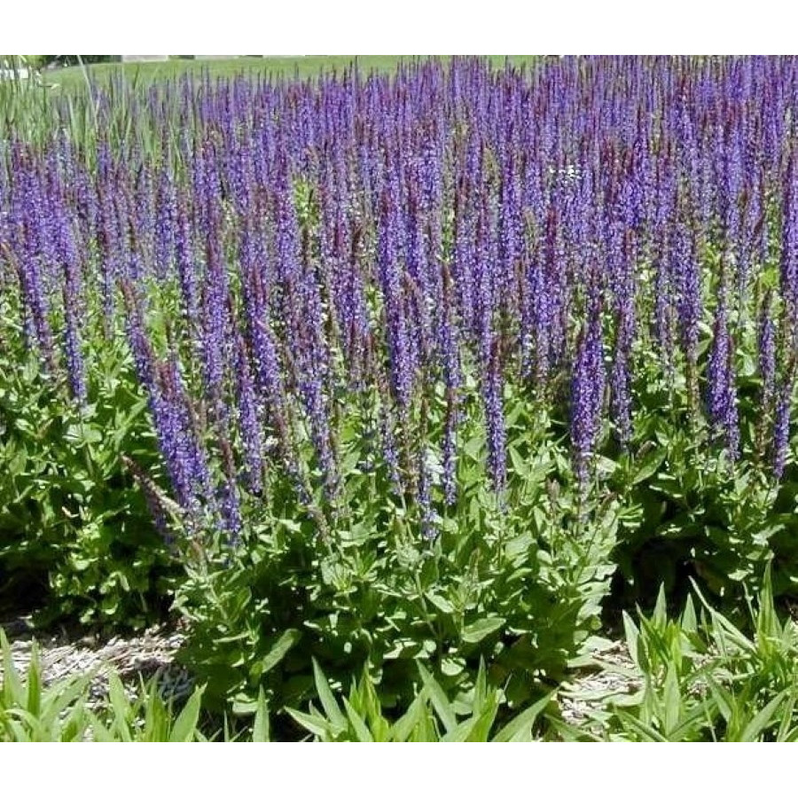 Salvia Night Field Szałwia