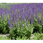 Salvia Night Field Szałwia