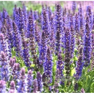 Salvia nemorosa Salute Deep Blue