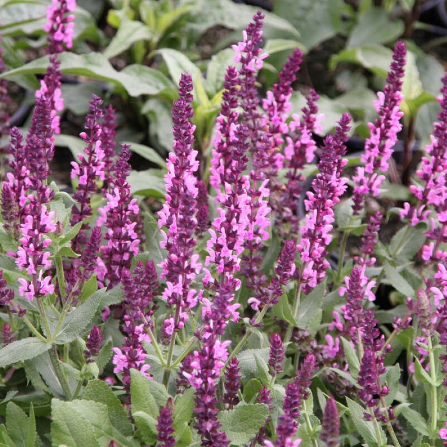 Salvia nemorosa Sensation Deep Rose Szałwia omszona