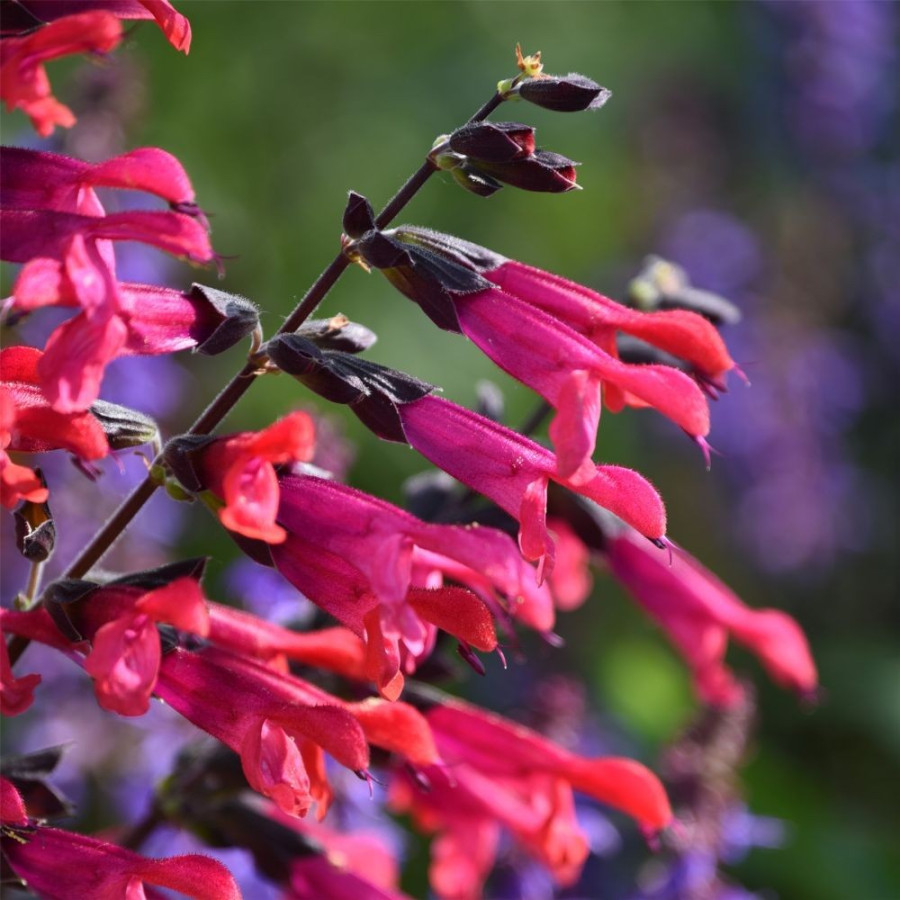 Salvia Amante Szałwia