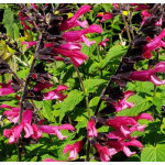 Salvia Amante Szałwia