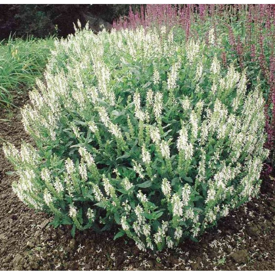 Salvia nemorosa Schneehügel-Szałwia wspaniała