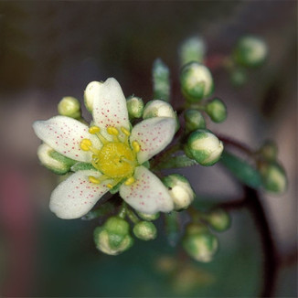 Saxifraga paniculata Skalnica gronkowa