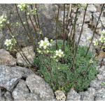 Saxifraga paniculata Minor Skalnica gronkowa
