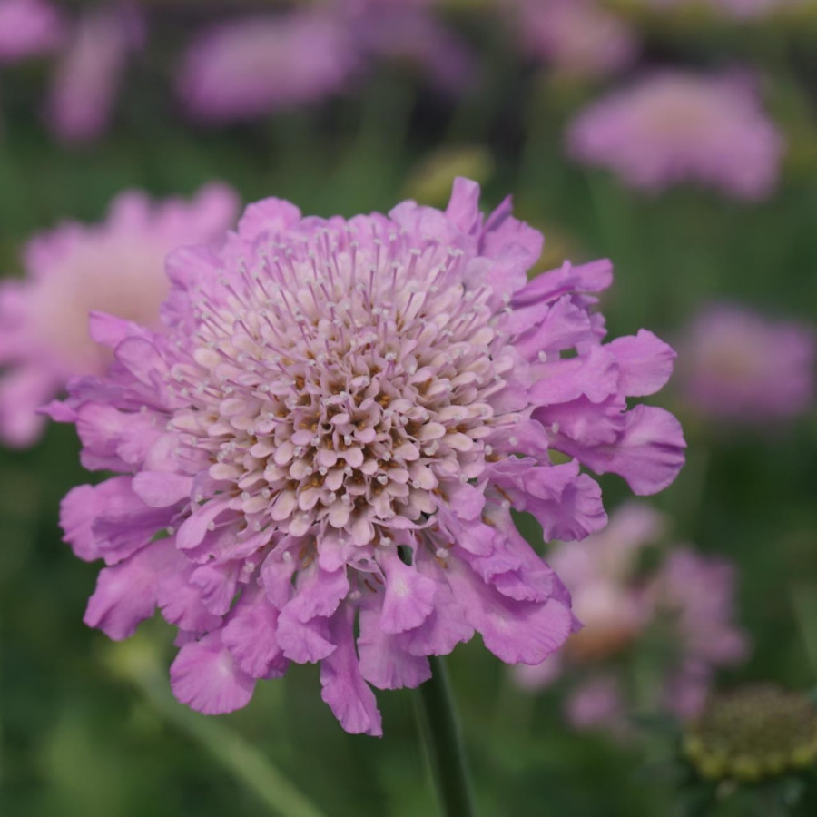 Scabiosa columbaria Pink Mist Drakiew