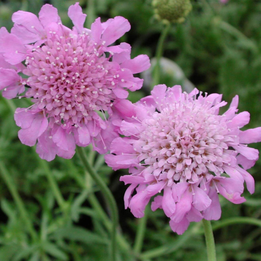 Scabiosa columbaria Pink Mist Drakiew