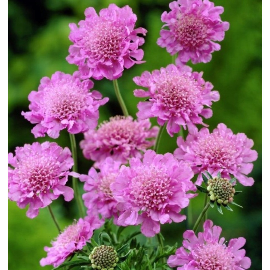 Scabiosa columbaria Pink Mist Drakiew