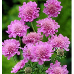 Scabiosa columbaria Pink Mist Drakiew