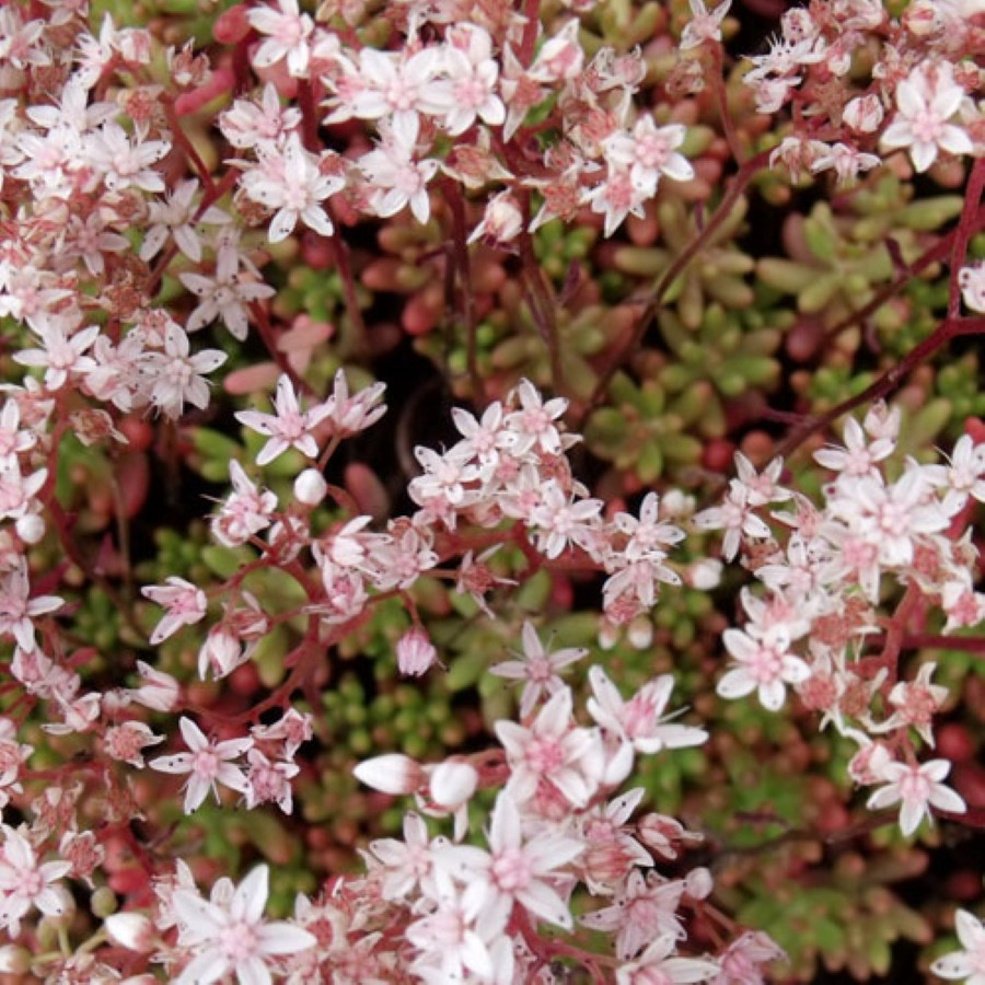 Sedum album Coral Carpet Rozchodnik biały