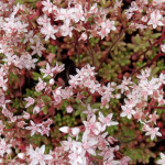 Sedum album Coral Carpet Rozchodnik biały Sedum album Coral Carpet Rozchodnik biały